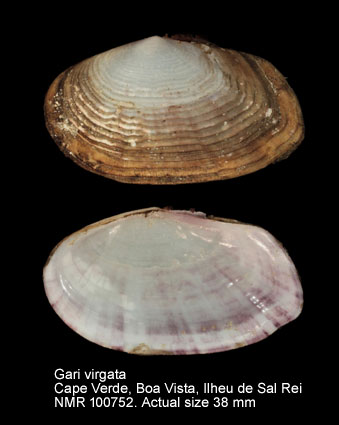 Gari virgata (4).jpg - Gari virgata (Lamarck,1818)